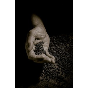 Peugeot 870418/1 Paris Classic 7-Inch Pepper Mill, Chocolate