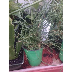 Curl Love - Juncus Spiralis Corkscrew Rush Big Twister - Ship in 3