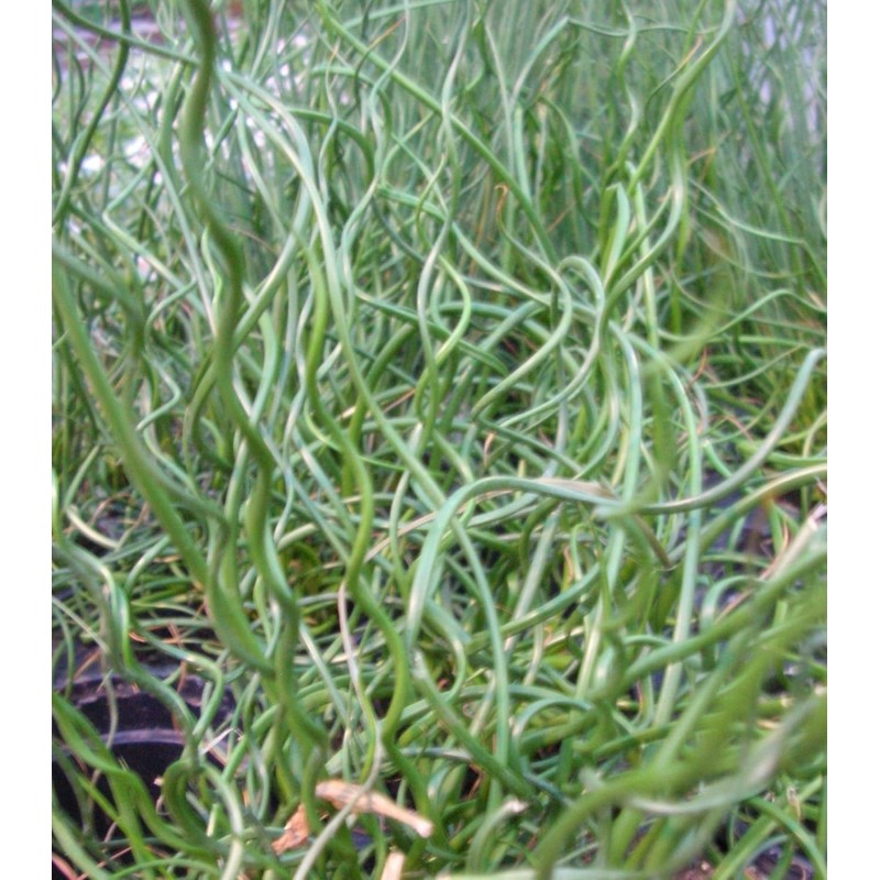 Curl Love - Juncus Spiralis Corkscrew Rush Big Twister - Ship in 3
