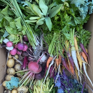 Messermeister 8.5-Inch Take-Apart Utility Shears, Black - Includes Screwdriver, Nut Cracker, Jar Lid Opener/Gripper, Bottle Opener & Bone + Twig Cutter - Suitable for Right-Handed Users