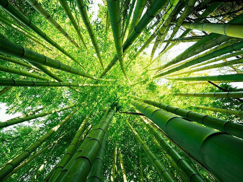 Totally Bamboo Barbados Bamboo Wood Cutting Board, 9" x 6.5"