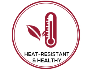 HIWARE 9 Inch Non-stick Cheesecake Pan Springform Pan with Removable Bottom/Leakproof - Black