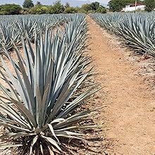 Speed Pourer - Patron Pour Spout - Made 100% In The USA. Free Flow Bar Spouts That Don't Leak - No Cracks, Just A Smooth Cocktail Pour Every Time. (Clear)