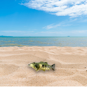 Bass Fish Bottle Opener, Beer Bottle Opener,Creative,Resin,Green