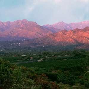 Messermeister 10-Inch Push Button Take-Apart Poultry Shears, Titanium Black - High-Carbon Stainless Steel & Soft-Grip Handles - Includes Nut Cracker & Bottle Opener