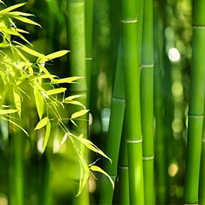 10 Pack Dishcloths White Fiber Dish Cloths Towels Set 12