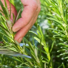 Detachable Pizza Scissors Pizza Cutter with Sharp Stainless Steel Blade and Ergonomic Soft Grip Black&Red
