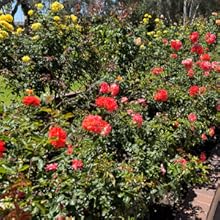 Monterey Garden Measure Spoon, 1 Side Teaspoon, 1 Side Tablespoon