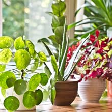 Monterey Garden Measure Spoon, 1 Side Teaspoon, 1 Side Tablespoon