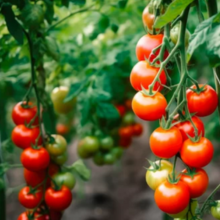 Monterey Garden Measure Spoon, 1 Side Teaspoon, 1 Side Tablespoon